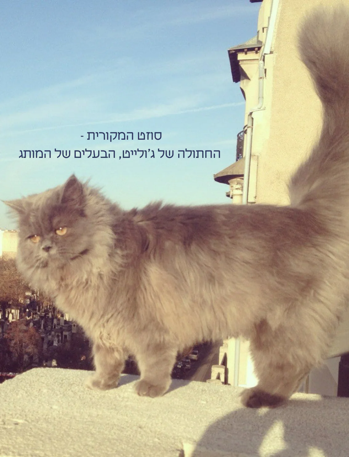 תמונת מוצר 6